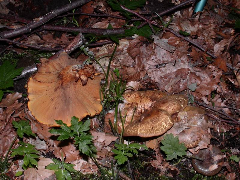 Paxillus rubicundulus. Scheda fotografica